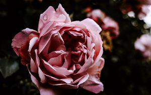 Preview wallpaper rose, flower, pink, wet, closeup