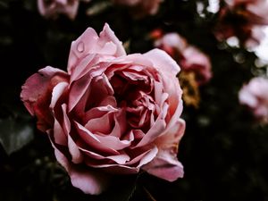 Preview wallpaper rose, flower, pink, wet, closeup
