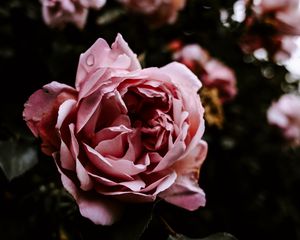 Preview wallpaper rose, flower, pink, wet, closeup