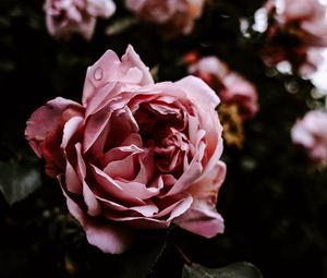 Preview wallpaper rose, flower, pink, wet, closeup