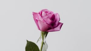 Preview wallpaper rose, flower, pink, minimalism