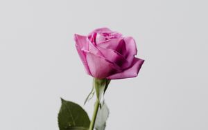 Preview wallpaper rose, flower, pink, minimalism