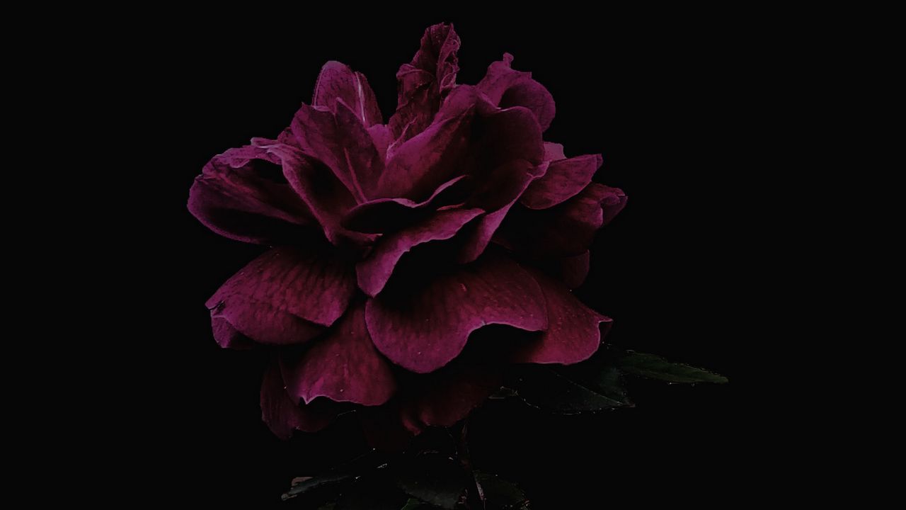 Wallpaper rose, flower, pink, dark