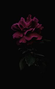 Preview wallpaper rose, flower, pink, dark