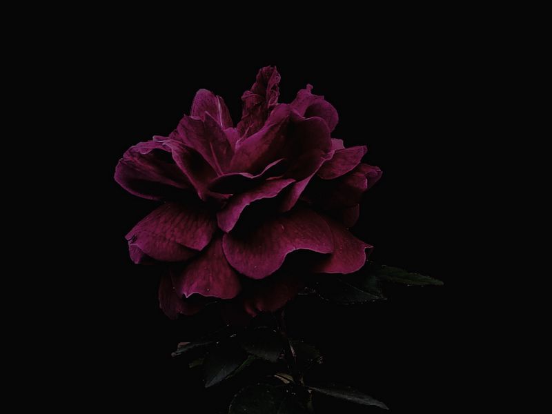 800x600 Wallpaper rose, flower, pink, dark