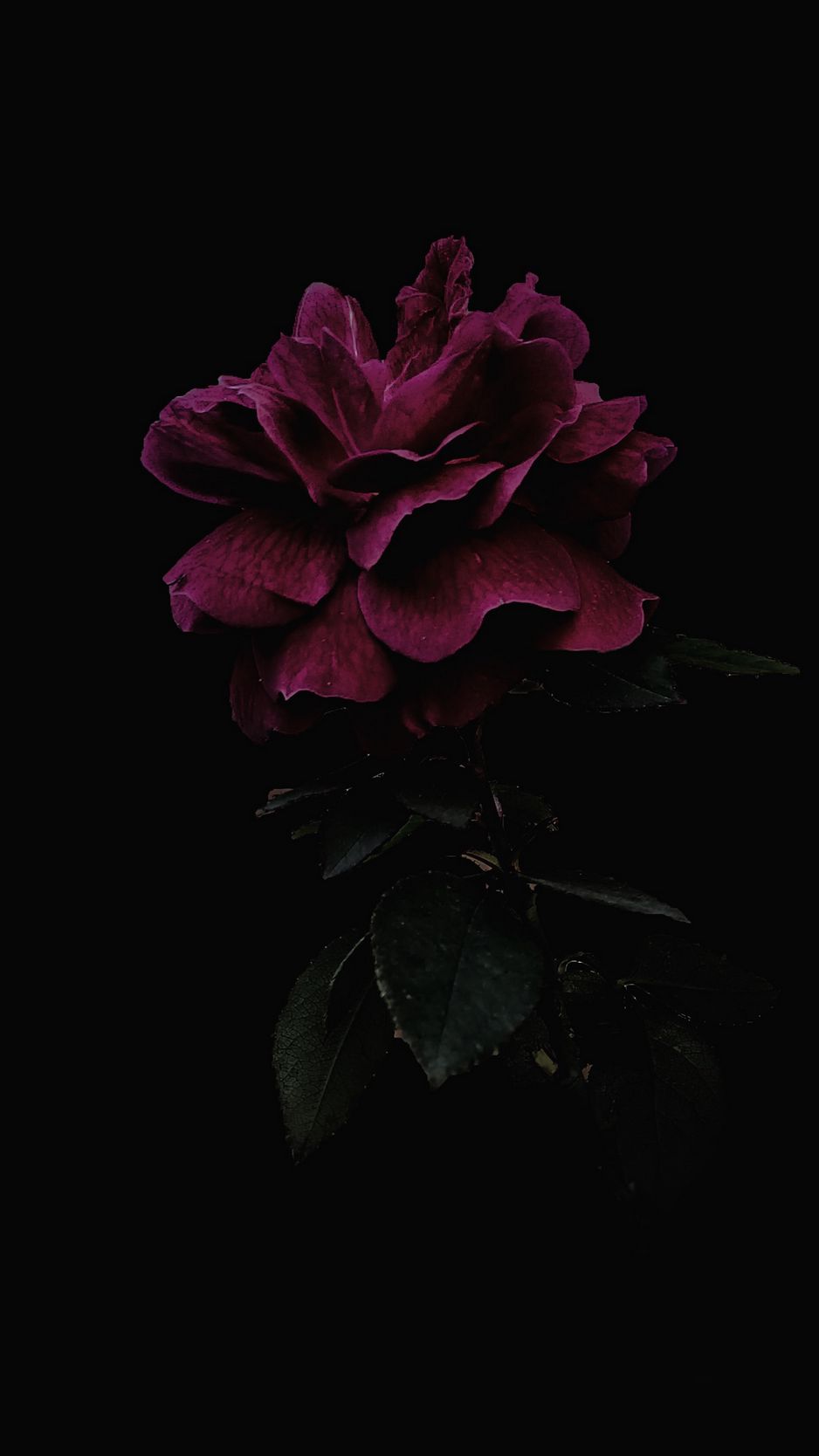 HD wallpaper leaves drops flowers the dark background bright roses   Wallpaper Flare