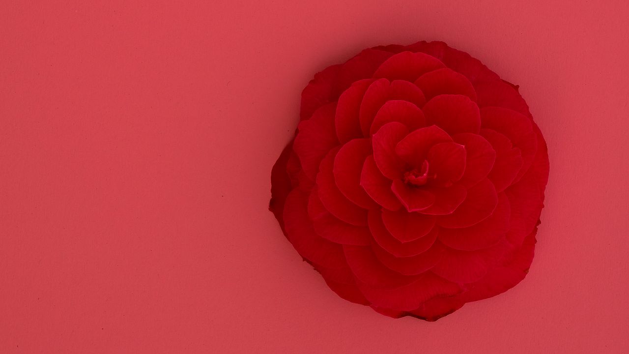 Wallpaper rose, flower, pink