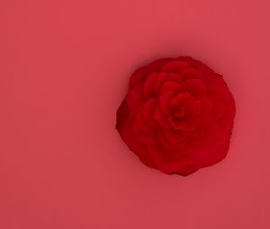 Preview wallpaper rose, flower, pink