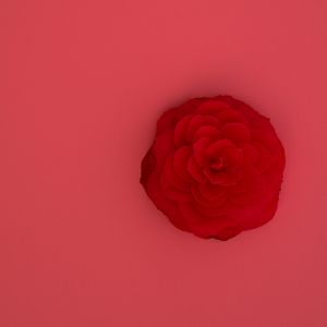 Preview wallpaper rose, flower, pink