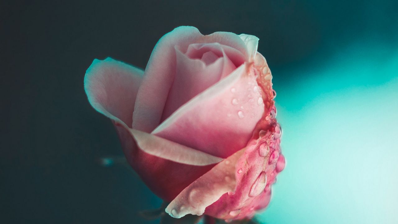 Wallpaper rose, flower, pink, drops, macro