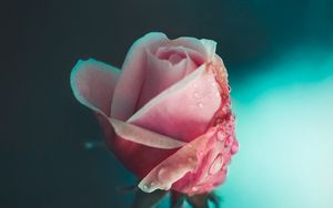 Preview wallpaper rose, flower, pink, drops, macro