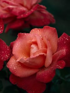 Preview wallpaper rose, flower, pink, wet, drops, dew
