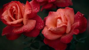 Preview wallpaper rose, flower, pink, wet, drops, dew