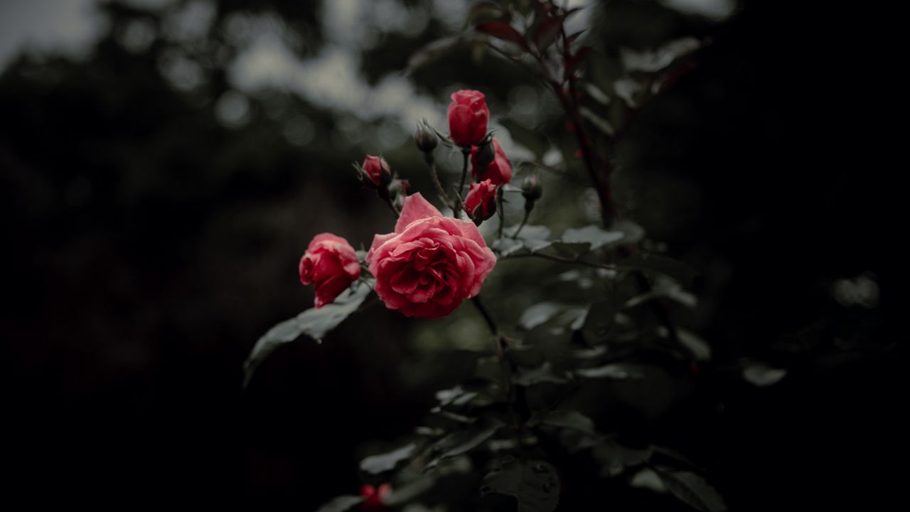 Wallpaper rose, flower, pink, bloom