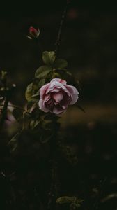 Preview wallpaper rose, flower, pink, plant