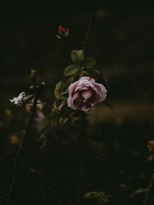 Preview wallpaper rose, flower, pink, plant