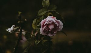 Preview wallpaper rose, flower, pink, plant