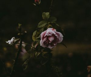 Preview wallpaper rose, flower, pink, plant