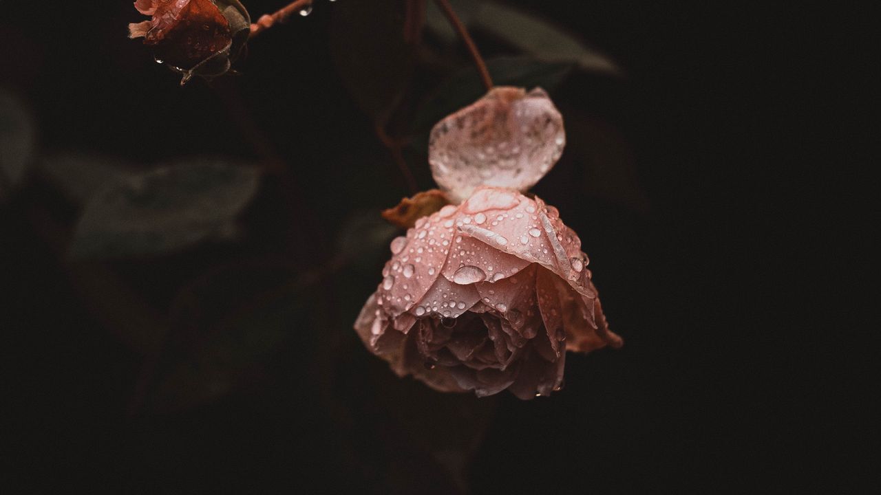 Wallpaper rose, flower, pink, drops, dew, wet
