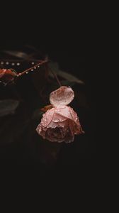Preview wallpaper rose, flower, pink, drops, dew, wet