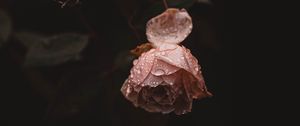 Preview wallpaper rose, flower, pink, drops, dew, wet