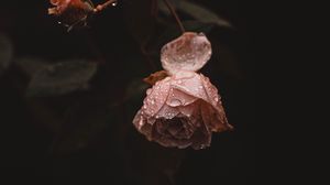 Preview wallpaper rose, flower, pink, drops, dew, wet
