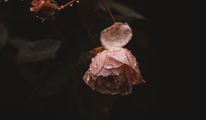 Preview wallpaper rose, flower, pink, drops, dew, wet