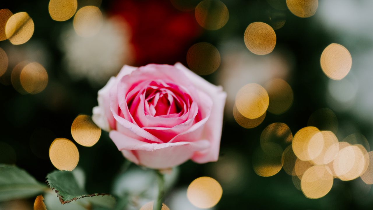 Wallpaper rose, flower, pink, blur, bokeh, glare