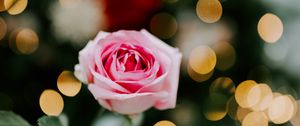 Preview wallpaper rose, flower, pink, blur, bokeh, glare