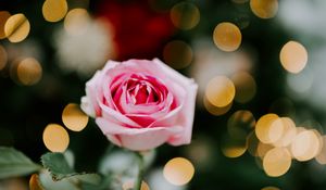 Preview wallpaper rose, flower, pink, blur, bokeh, glare