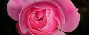 Preview wallpaper rose, flower, pink, plant, macro