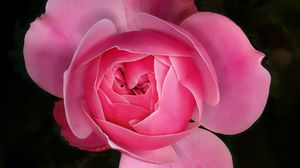 Preview wallpaper rose, flower, pink, plant, macro