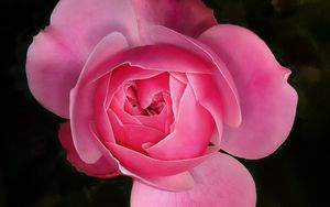 Preview wallpaper rose, flower, pink, plant, macro