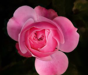Preview wallpaper rose, flower, pink, plant, macro