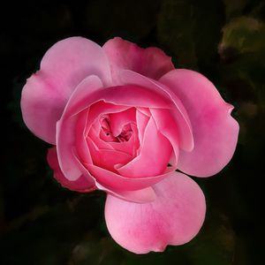 Preview wallpaper rose, flower, pink, plant, macro