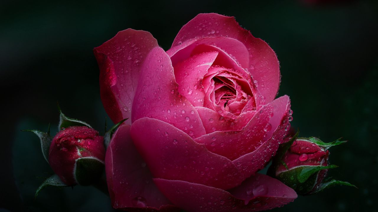 Wallpaper rose, flower, pink, drops, dew, wet, bloom
