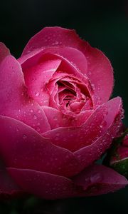 Preview wallpaper rose, flower, pink, drops, dew, wet, bloom