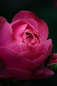 Preview wallpaper rose, flower, pink, drops, dew, wet, bloom
