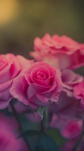 Preview wallpaper rose, flower, pink, petals