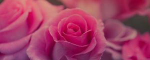 Preview wallpaper rose, flower, pink, petals