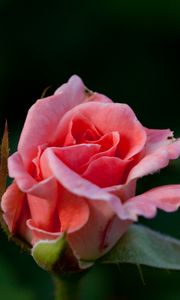 Preview wallpaper rose, flower, pink, macro, petals