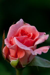 Preview wallpaper rose, flower, pink, macro, petals