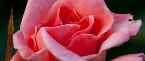 Preview wallpaper rose, flower, pink, macro, petals