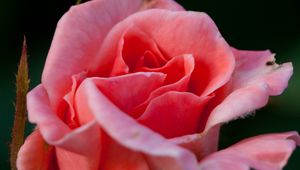Preview wallpaper rose, flower, pink, macro, petals