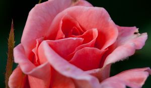 Preview wallpaper rose, flower, pink, macro, petals