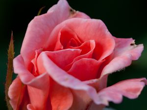 Preview wallpaper rose, flower, pink, macro, petals