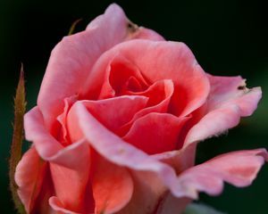 Preview wallpaper rose, flower, pink, macro, petals