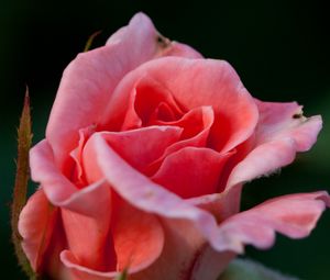 Preview wallpaper rose, flower, pink, macro, petals