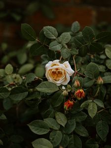 Preview wallpaper rose, flower, plant, bloom, buds, leaves