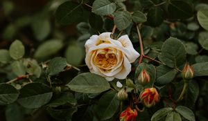 Preview wallpaper rose, flower, plant, bloom, buds, leaves